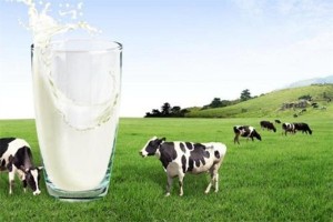 Индустрија млека