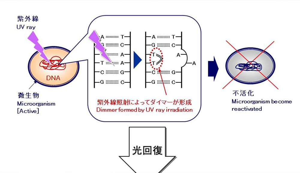 UV sterilizer1